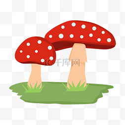野生毒蘑菇红蘑菇