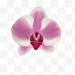 紫红色花朵图片_粉色花朵兰花剪贴画