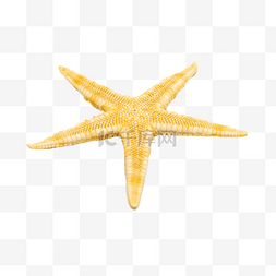 黄色海洋海星