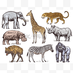 西部图片_一组非洲动物。犀牛大象长颈鹿河