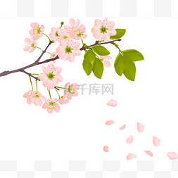 漫天飞花图片_粉色的樱桃花和飞花