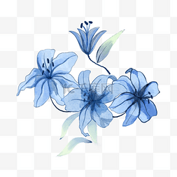 蓝色的水彩百合花