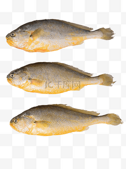 水产品黄花鱼