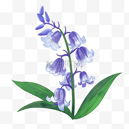 水彩植物花卉图片_紫色蓝铃花婚礼水彩植物花卉