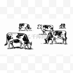 奶牛在草地上吃草素描式的