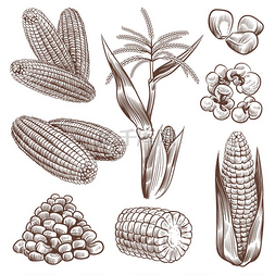 绘制玉米手绘复古谷物植物农业玉