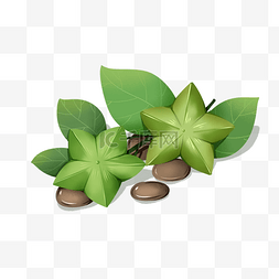 南美图片_油料植物印加果手绘植物