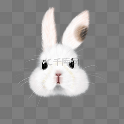白色兔子图片_白色兔子动物立体头像免抠png素材