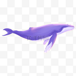 鲸鱼海洋生物