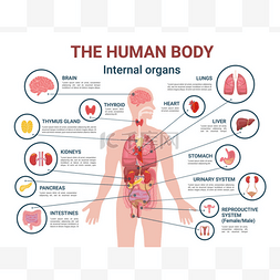 人体内脏器官及部位信息海报