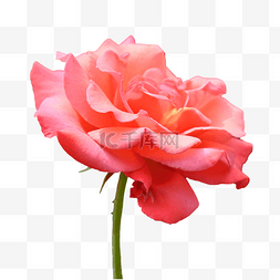 粉色玫瑰花束图片_玫瑰花束春天粉色花朵
