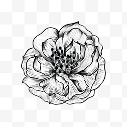 黑白素描花卉图片_素描风格黑白复古蔷薇雕刻花卉