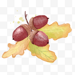水果店模板图片_橡子与叶子水彩秋季植物