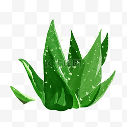 墨迹绿色图片_翠叶芦荟创意植物芦荟胶图片