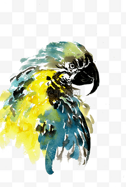 彩色水墨图片_美丽的鹦鹉