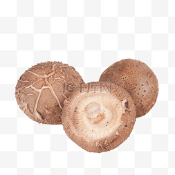 蘑菇菌图片_菌类菌菇香菇