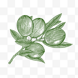 线描水果插画图片_铜版画绿色线描橄榄果