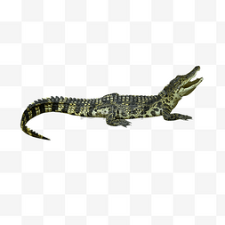 暹罗鳄自然动物鳄鱼