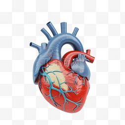 医学医疗人体器官组织心脏