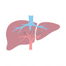医疗保健和医学图片_肝脏内部器官图解人体解剖学医疗