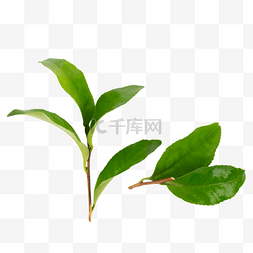 新鲜茶叶图片_绿色茶叶新茶采茶