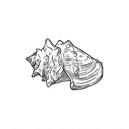 素描贝壳、皇冠或圆锥海螺、矢量
