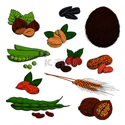 咖啡种子图片_新鲜和干燥的坚果、豆类、种子和