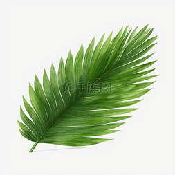 绿色植物椰子树叶
