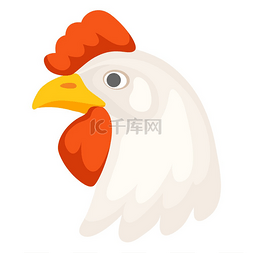 动物和食物图片_白色鸡头的插图美食食品和农业行