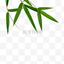 竹叶天然草本植物