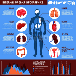 人体内部器官信息图表，包含男性