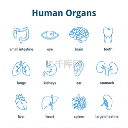 医学人体器官图标集