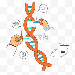 基因链链图片_基因编辑技术研究