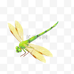 黄色深色边星星png素材图片_飞翔的黄色蜻蜓