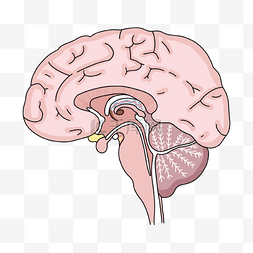 神经病学脑垂体和视交叉插画