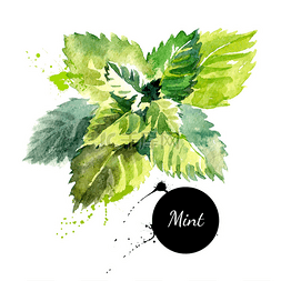 手绘绿色树叶背景图片_厨房里的药草和香料横幅.