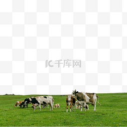 内蒙古高山牧场农田羊群草原农田