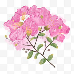 创意植物插图图片_紫薇花水彩风格花卉