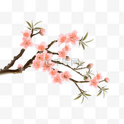 水彩桃花树花卉植物