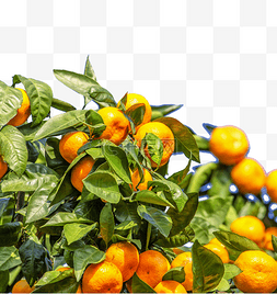 树图片_桔子橘子树植物果实