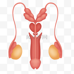 人体器官前列腺