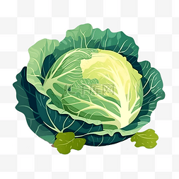 绿叶菜图片_卡通蔬菜卷心菜白菜手绘