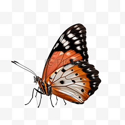 卡通手绘昆虫蝴蝶