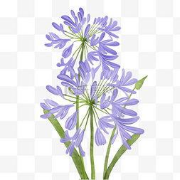 百子莲蓝紫色水彩花卉