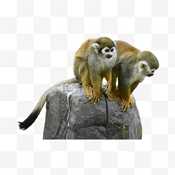 猿猴图片_猿猴松鼠猴哺乳动物