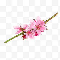 粉色桃花花卉
