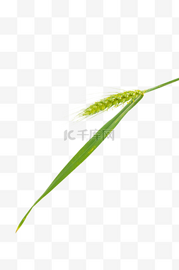 绿色麦子图片_小满绿色小麦麦子麦穗