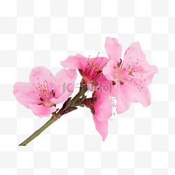 粉色桃花枝