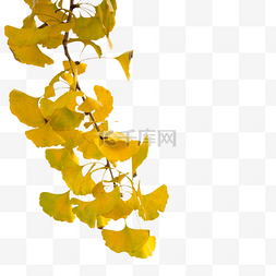 秋季植物银杏叶
