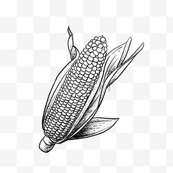 黑白线描蔬菜玉米